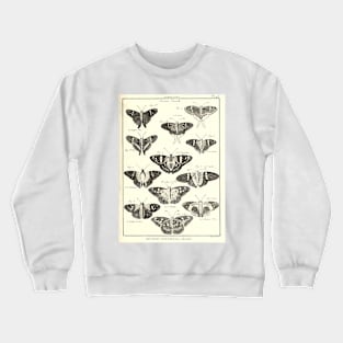 Moths - Vintage Bug Illustration Crewneck Sweatshirt